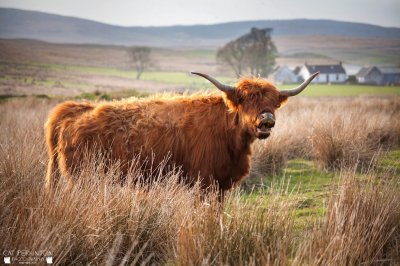 Surprised highland cow jigsaw puzzle