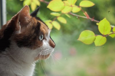 Cat and leaves