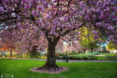 Cherry blossom tree jigsaw puzzle