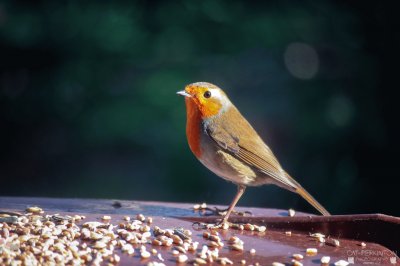 פאזל של Robin redbreast