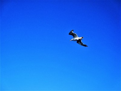 Gaviota volando sobre el Mar Egeo, Grecia.