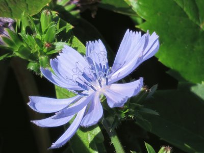 פאזל של cichorium intybus