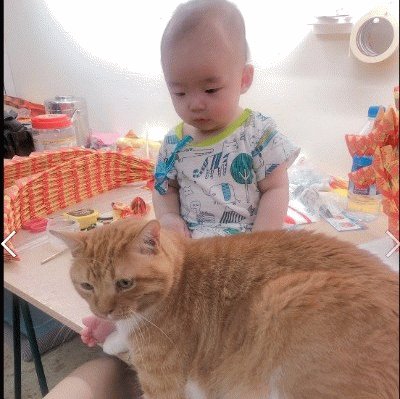 é›žå¯¶èˆ‡è²“