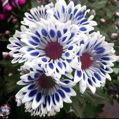 פאזל של flor azul