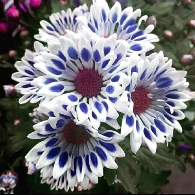 flor azul jigsaw puzzle