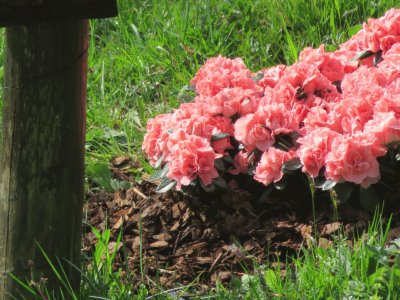 azalea jigsaw puzzle