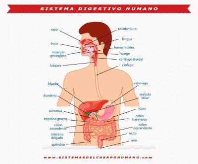 פאזל של Sistema digestivo