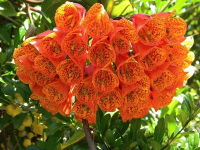 ramo naranja jigsaw puzzle