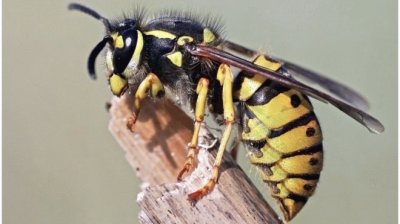 DaKingMan