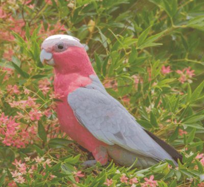 Birds jigsaw puzzle