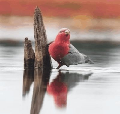 Birds jigsaw puzzle