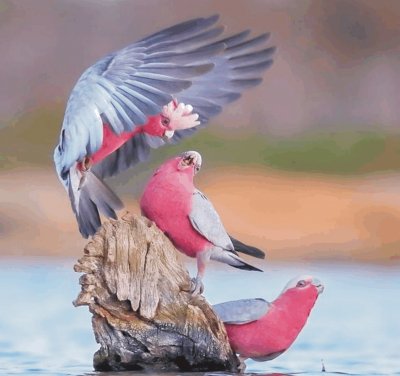 Birds jigsaw puzzle