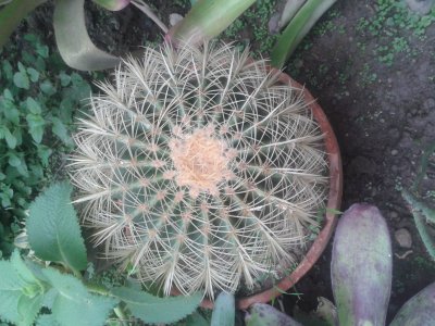 פאזל של cactus