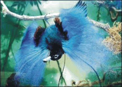 Birds