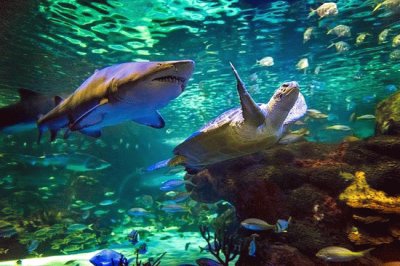 Shark   Sea Turtle