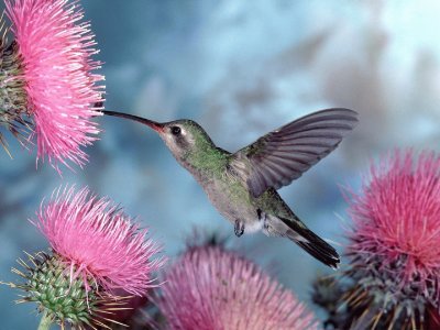 פאזל של Hummingbird