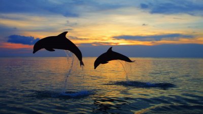 פאזל של Dolphins