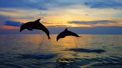 Dolphins