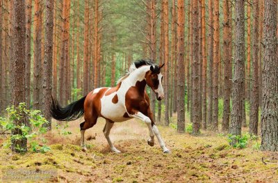 Wild Horse jigsaw puzzle