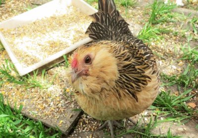 Gallina barbuta d 'aversa