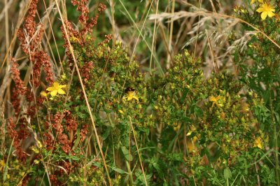 nature jigsaw puzzle