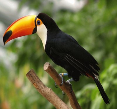 TUCAN-SELVA PERUANA jigsaw puzzle