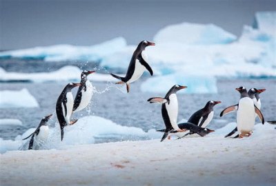 פאזל של penguins