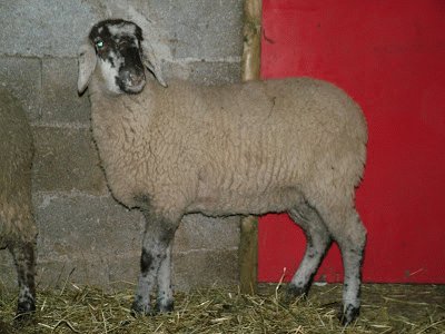 Alpagota