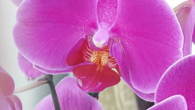 פאזל של orquidea