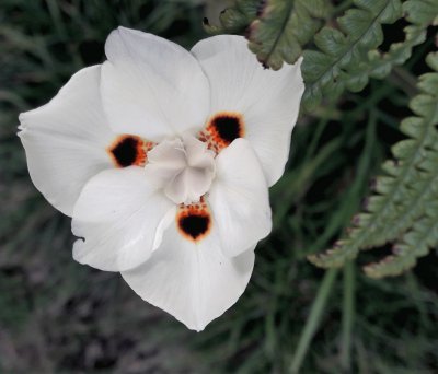 flor blanaca de camino