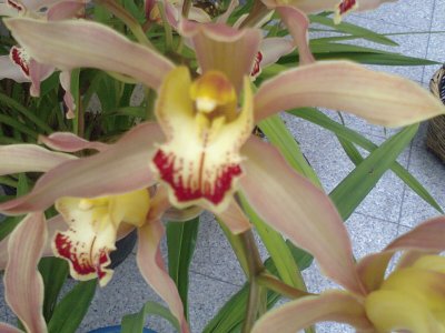 פאזל של orquidea