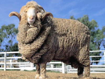 פאזל של Australian merino