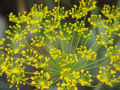 פאזל של flor de quinua