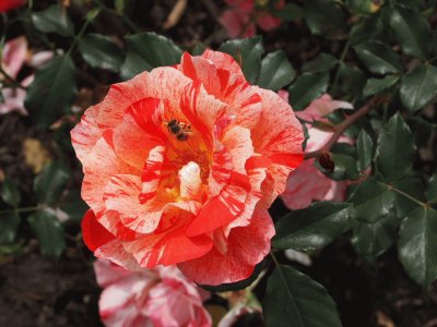 rosa bicolor