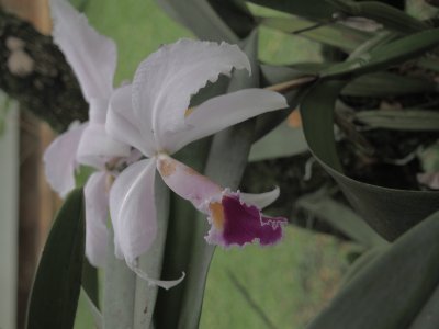 פאזל של orquidea