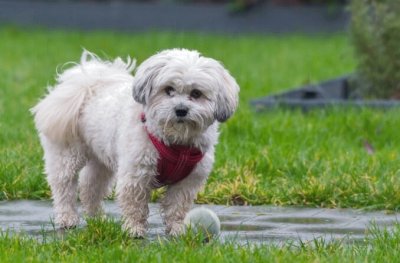 פאזל של Maltese shih tzu