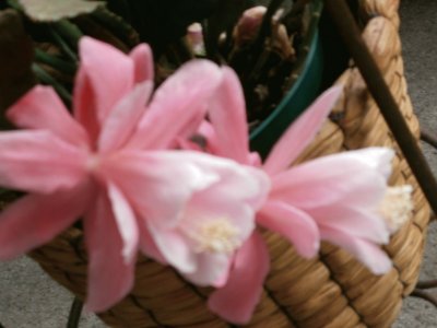 flor de cactus