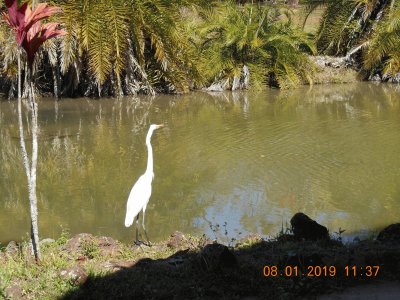 Garça no Lago