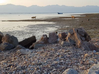 פאזל של Seaside