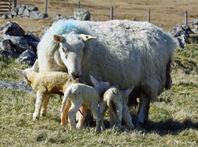 Cheviot jigsaw puzzle