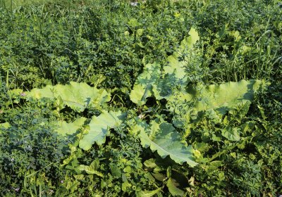 wild rhubarb