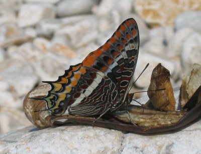 Charaxes jasius