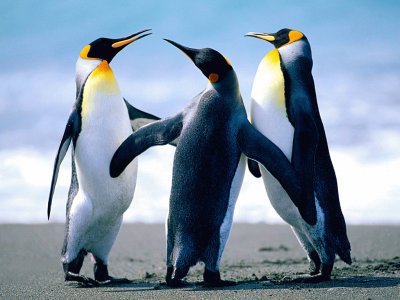 Rompecabeza de pinguinos