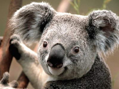 Rompecabeza de Koala
