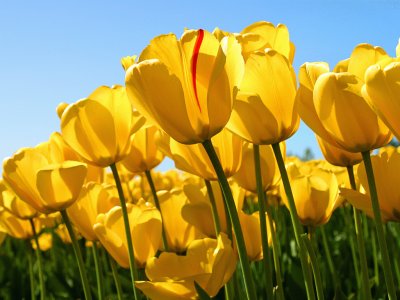 Rompecabeza de tulipanes