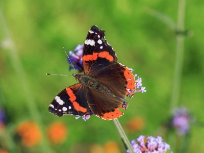 Vanessa atalanta