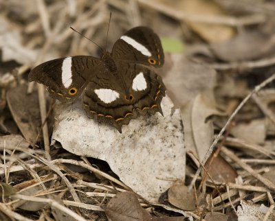 Amartia chrysopelea