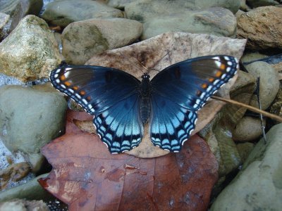 פאזל של Limenitis arthemis