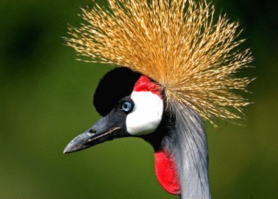 Crested Crane