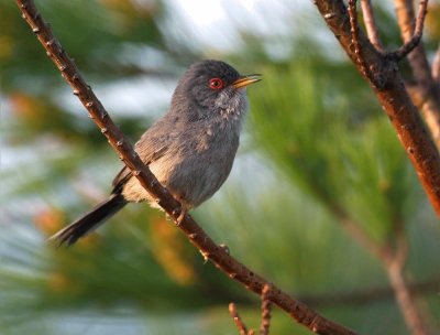 Bird jigsaw puzzle